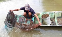 Xuất khẩu tôm Việt Nam gia tăng nhu cầu từ những thị trường lớn