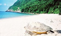 Con Dao becomes important sea turtle conservation area of the world