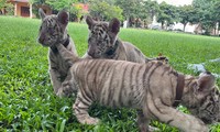 Bengal tiger gives birth to quintuplets at Dong Nai Zoo