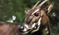 Quang Binh works to save Saola from brink of extinction