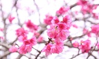 Dien Bien cherry blossom festival to mark Vietnam-Japan ties