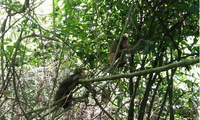 Ten rare monkeys released into the wild at Phong Nha-Ke Bang National Park