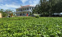 More trees planted on Spratly islands despite harsh climate