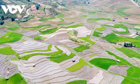 Mu Cang Chai's terraced fields: A stunning sight in the pouring season
