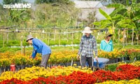 Mekong Delta’s largest flower village bursts into spring colors