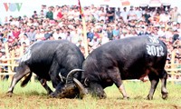 เทศกาลชนควาย Nghi Thái จังหวัดNghệ An