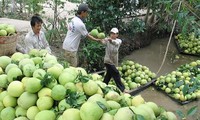 สหรัฐอนุญาตให้นำเข้าส้มโอเวียดนาม