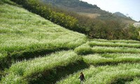 Tour of Moc Chau plateau