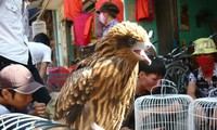 Hang traditional market in Hai Phong