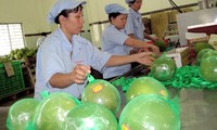 Vietnam resumes fruit export to EU 