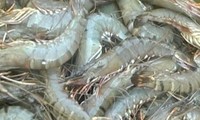 Vietnam becomes world’s 3rd largest shrimp exporter