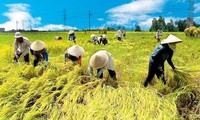 Vietnam’s agriculture exports on track to reach record high