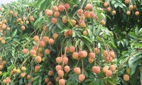 Japan opens door for Vietnamese lychee