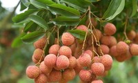 Bright prospects for fresh Vietnamese lychees in Australia