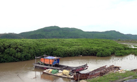 Sustainable protection and development of coastal forests