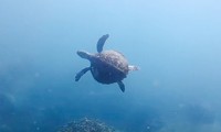 Sea turtles sighted in Nha Trang Bay: A positive indicator for marine conservation