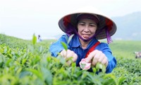 Vietnam ranks fifth globally in tea exports