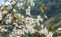 Ban (Bauhinia) Flower Festival 2025 begins