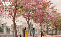 Soc Trang’s Chau Thanh district dazzles with first-ever pink lily festival