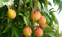 Hai Duong lychees aimed at high-end markets