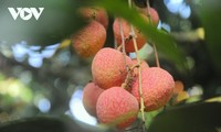 Promising lychee harvests in Thanh Ha   