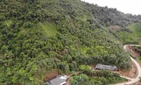 山区山罗省进入山楂收获季节