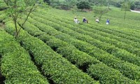 New rural development in San Thang, Lai Chau