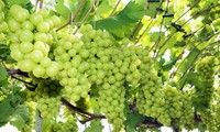 Vietnam becomes largest grape importer of RoK