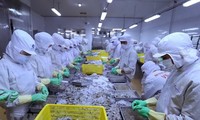 Vietnam’s shrimp exports expect to surpass 3.5 billion USD