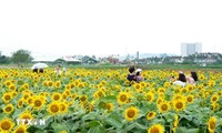 꽝응아이성 황금빛 해바라기 들판 개방… 관광객의 발길을 끌어