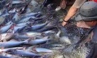 El WWF saca al pangasius vietnamita de su lista roja