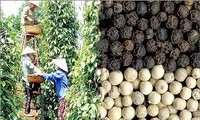 Vietnam mantiene el primer puesto mundial en exportación de pimienta