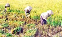 El pueblo de Binh Dinh involucrado en la construcción del nuevo campo 