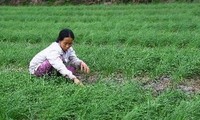 Inversión finlandesa contra el impacto del cambio climático en Quang Tri 