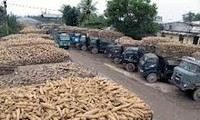 Exportaciones de yuca de Vietnam superan mil millones de dólares