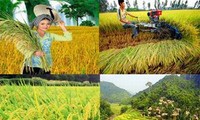 La Agricultura- columna vertebral de la economía vietnamita en 2012 