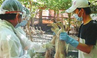 Vietnam se mantiene libre del virus H7N9 