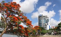 Hai Phong, ciudad del flamboyán 