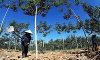 Corporación de caucho de Vietnam continúa con sus proyectos en Laos y Camboya