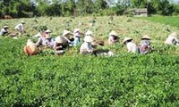 Tra Vinh avanza en la edificación del nuevo campo