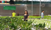 Lam Viet Hoa, una emprendedora ejemplar en agricultura hidropónica