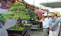 Inauguran en Ciudad Ho Chi Minh Festival Asia-Pacífico de Bonsái y Suiseki