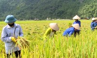 Vietnam ocupa cuarto lugar del Sudeste Asiático en términos de seguridad alimentaria