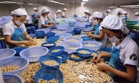 Vietnam apunta a 4 mil millones de dólares de exportaciones de anacardos en 2020