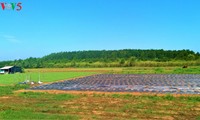 Soc Trang busca fortalecer sistema de bosques protectores en su costa para hacer frente al cambio climático