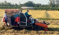 Provincia meridional de Vietnam obtiene un buen rendimiento en el cultivo del arroz