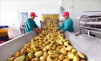 Vietnam por elevar calidad de productos agrícolas y construir marcas prestigiosas