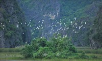 Vietnam fortalece la conservación y el uso sostenible de humedales