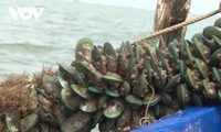 El cultivo de mejillones verdes trae riqueza a agricultores de Kien Giang