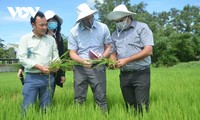 Kien Giang empeñado en innovar la cadena de valor del cultivo de arroz y mango